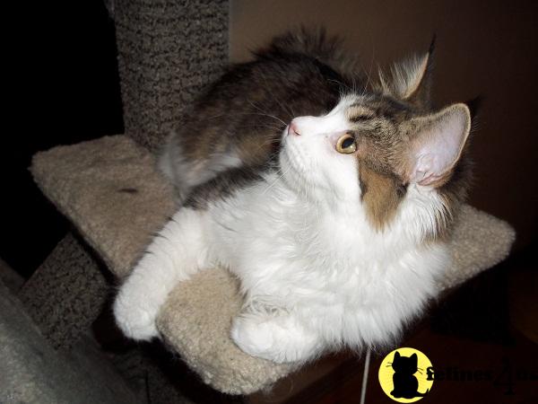 Kittens for Sale in Texas