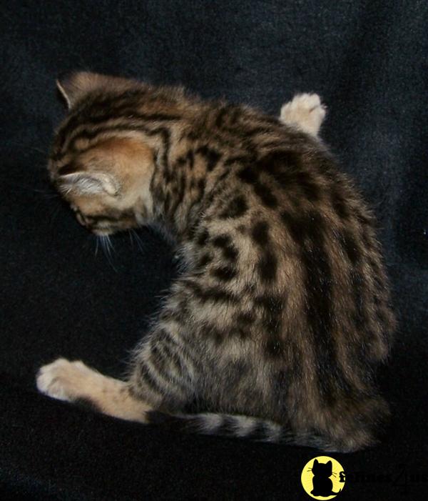 Kittens for Sale