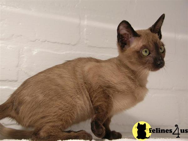 Kittens for Sale in Oklahoma