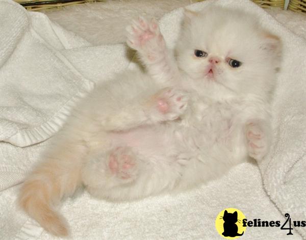 Kittens for Sale in New Mexico
