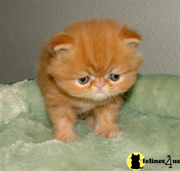 Kittens for Sale in New Mexico