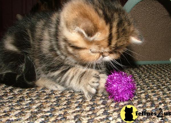 Exotic Shorthair Kittens