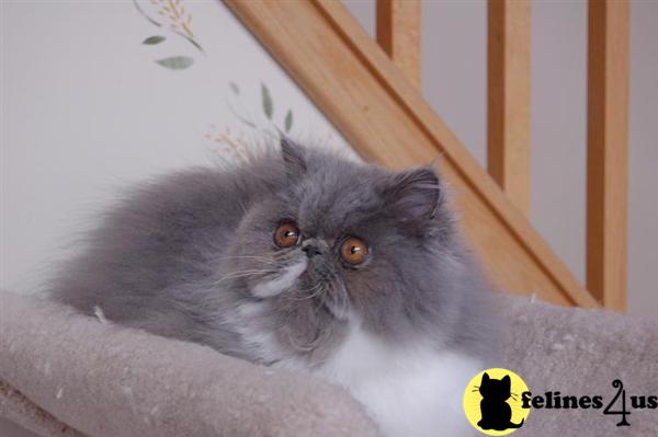 Kittens for Sale in New Hampshire