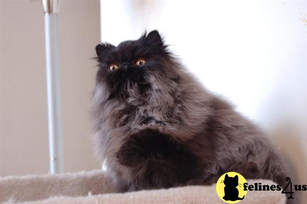 Black Male Persian for Sale
