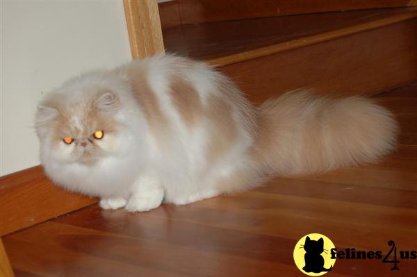 Cats for Sale
