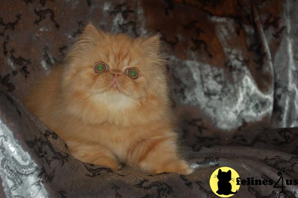 Kittens for Sale in North Carolina