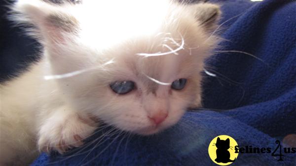 Ragdoll Kittens in Wisconsin