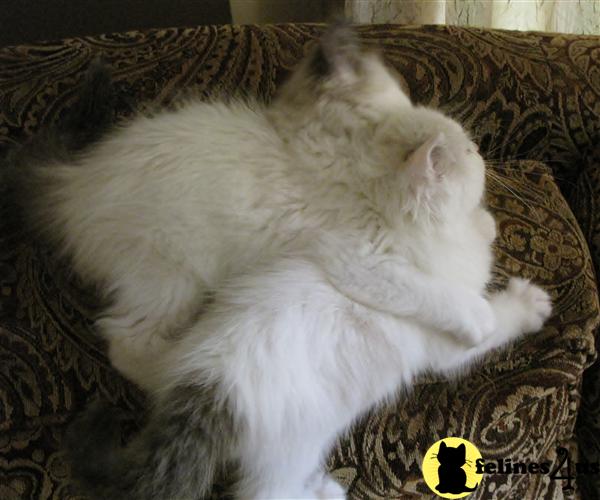 Ragdoll Kittens in Wisconsin