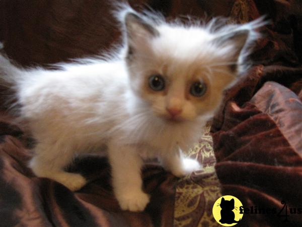 Ragdoll Kittens in Wisconsin