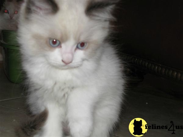 Ragdoll Kittens in Wisconsin