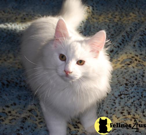 Kittens for Sale in California
