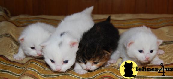 March litters