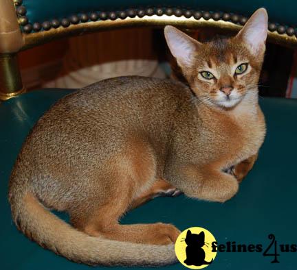 Cats for Sale