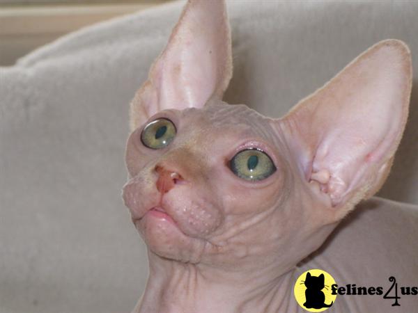 Kittens for Sale in Kansas