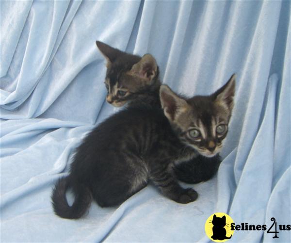 Kittens for Sale in Florida