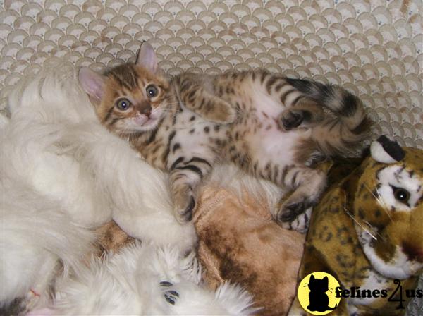 Kittens for Sale in Florida