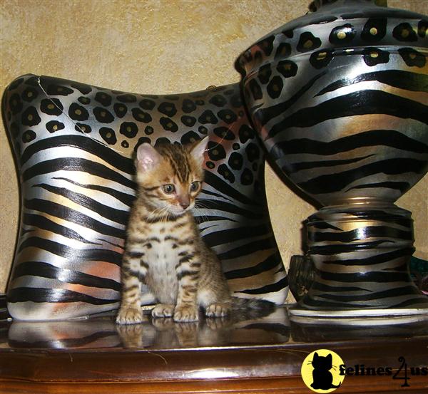 Bengal Kittens in Florida