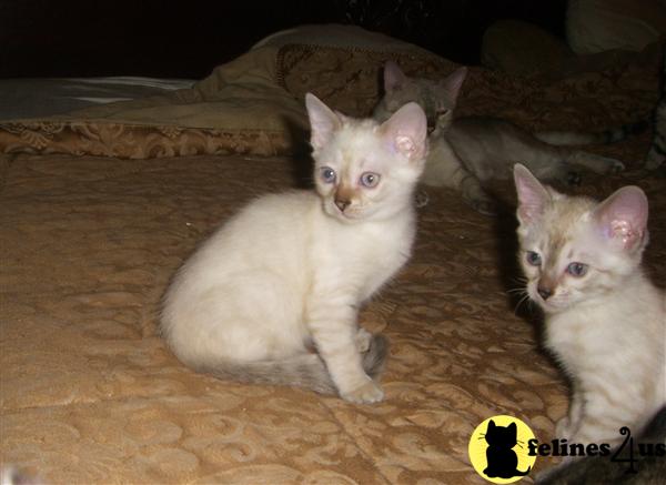 Bengal Kittens