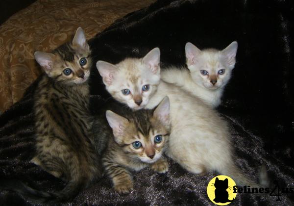 Bengal Kittens
