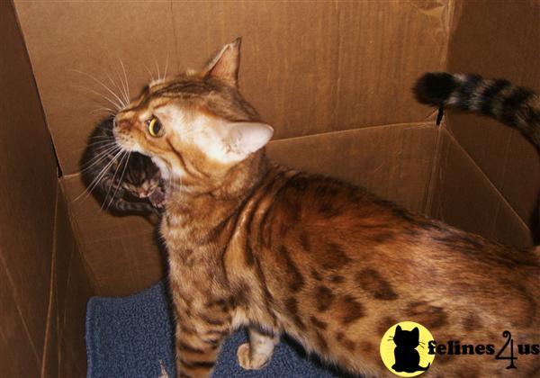 Bengal Kittens