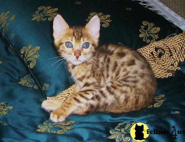 Bengal Kittens