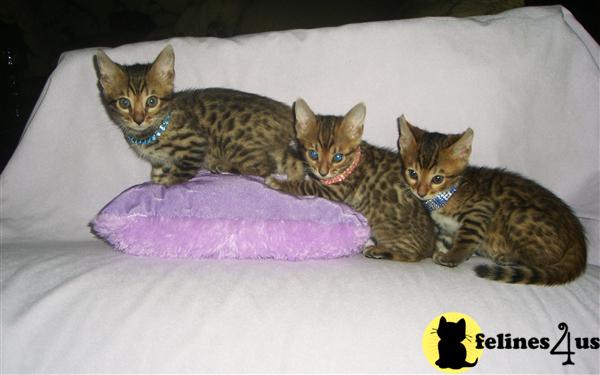 Bengal Kittens in Florida