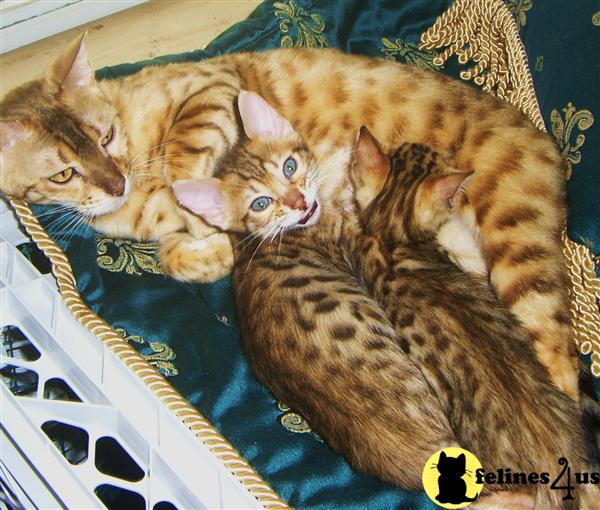 Retired wonderful Bengal