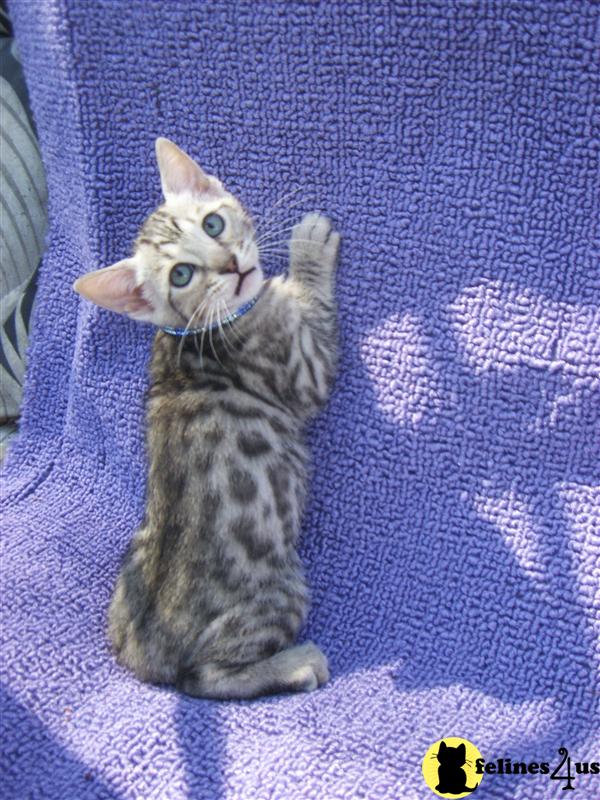 Bengal Kittens