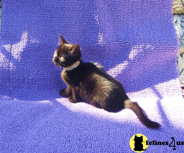 Savannah Kittens