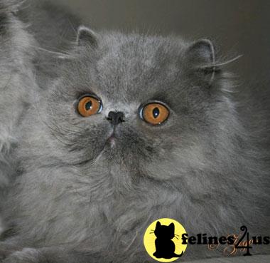 Persian Kittens