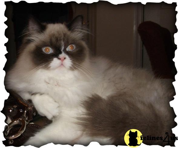 Himalayan Kittens in Kentucky