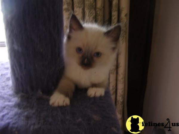 Kittens for Sale in Iowa