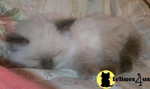 Kittens for Sale in Iowa