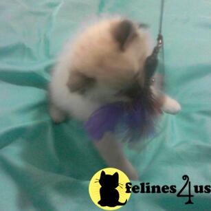Ragdoll Kittens