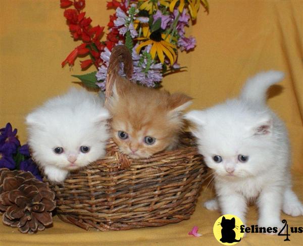 Kittens for Sale in Pennsylvania