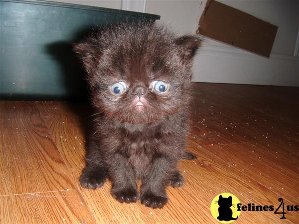 Persian Kittens