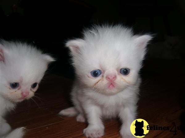 Persian Kittens