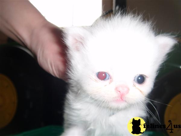 Persian Kittens