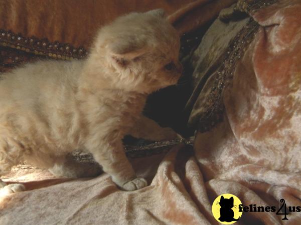 Dudley Piddlewhiskers Selkirk Rex Curly Cream