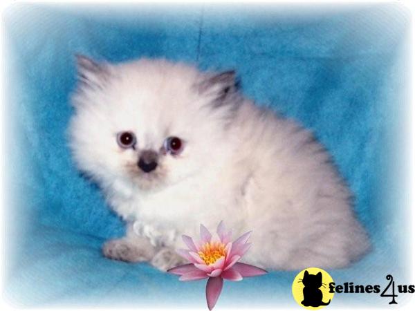 Himalayan Kittens