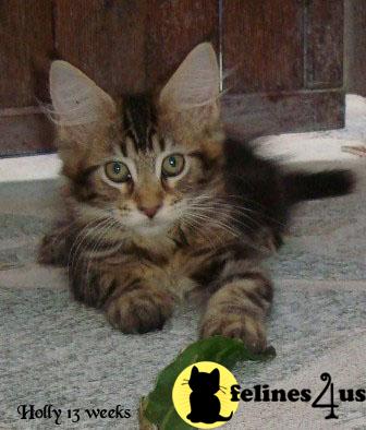 Maine Coon Kittens