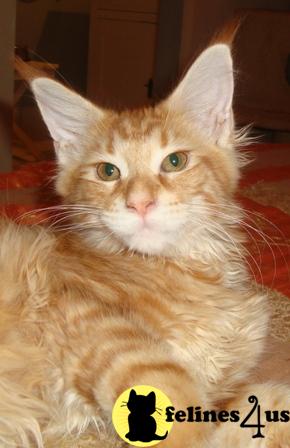 Maine Coon Kittens