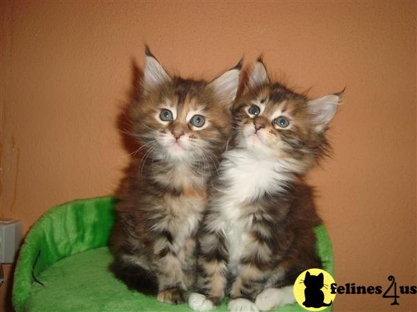 maine coon