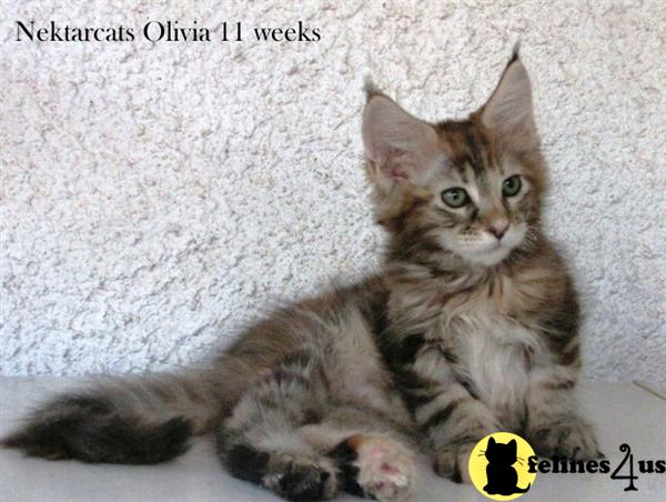 Maine Coon Kittens