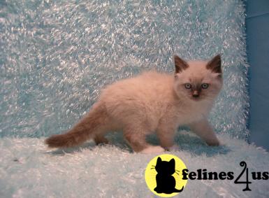 Ragdoll Kittens