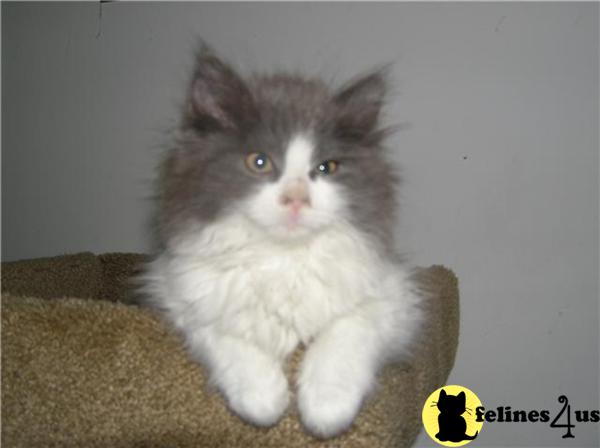 Ragamuffin Kittens