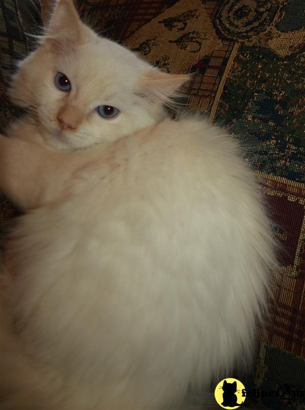 Ragdoll Kittens
