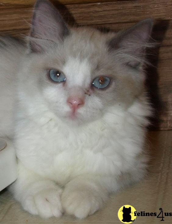 Ragdoll Kittens