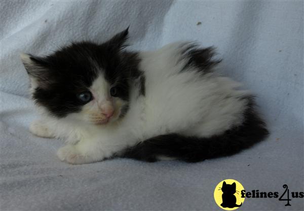 Maine Coon Kittens