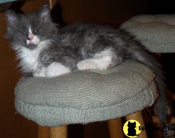 Maine Coon Kittens